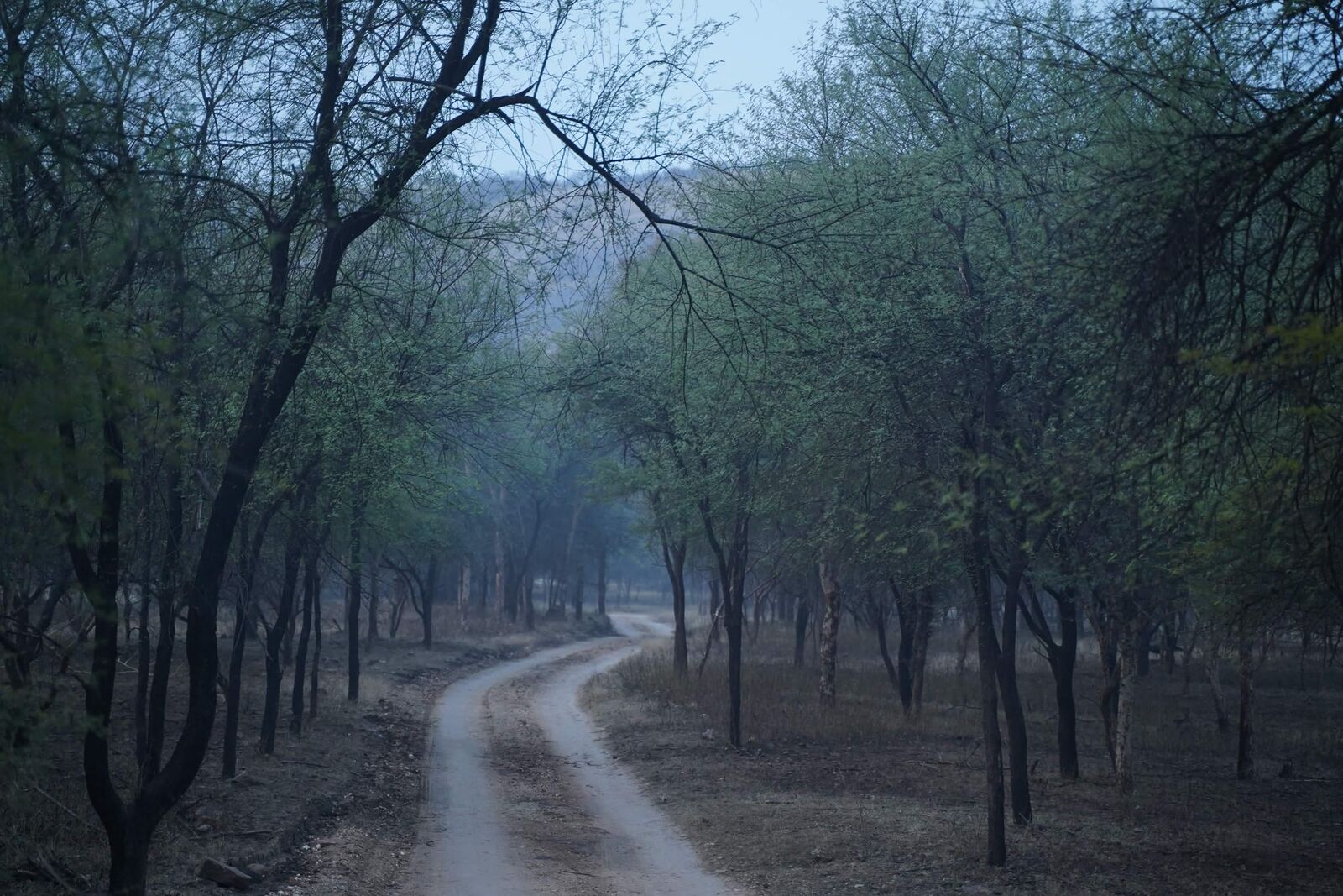 Winding dirt trail through a quiet forest