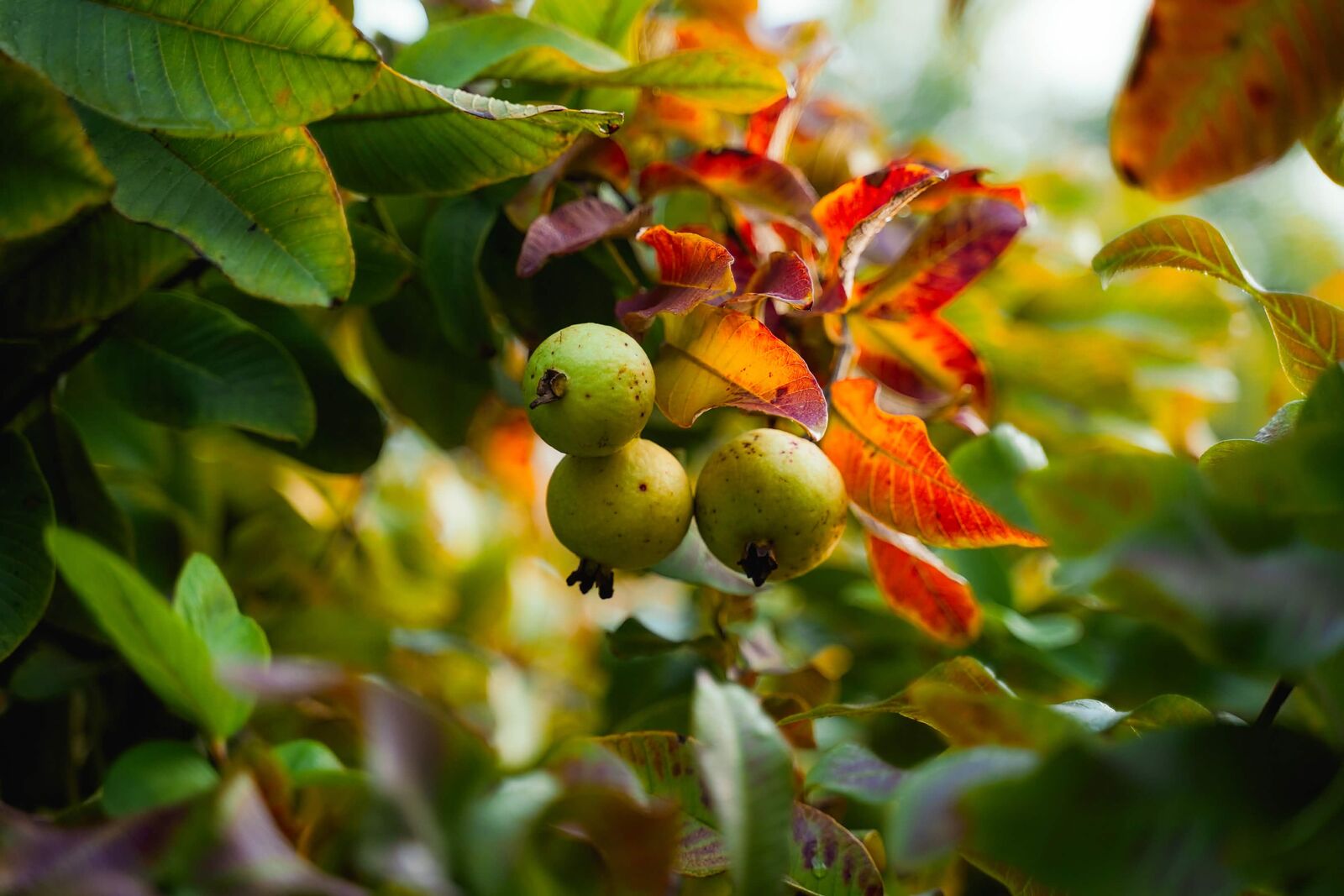 Guavas ripening among sunlit leaves