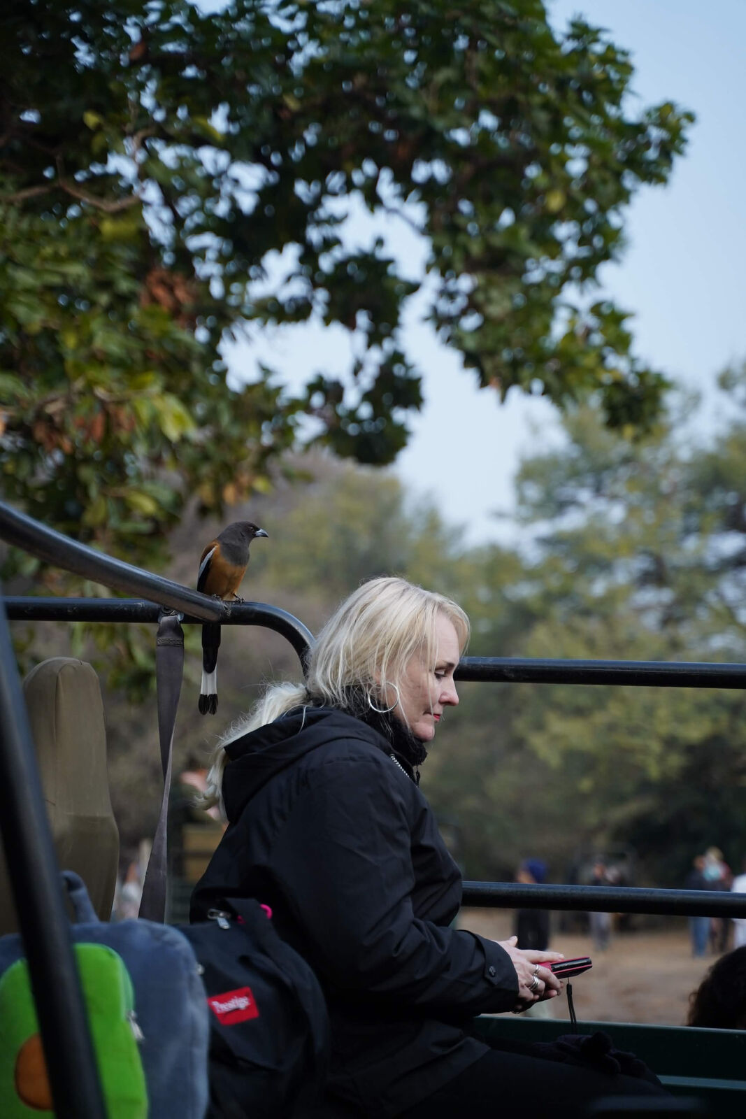 Bird perched beside a guest in a safari vehicle