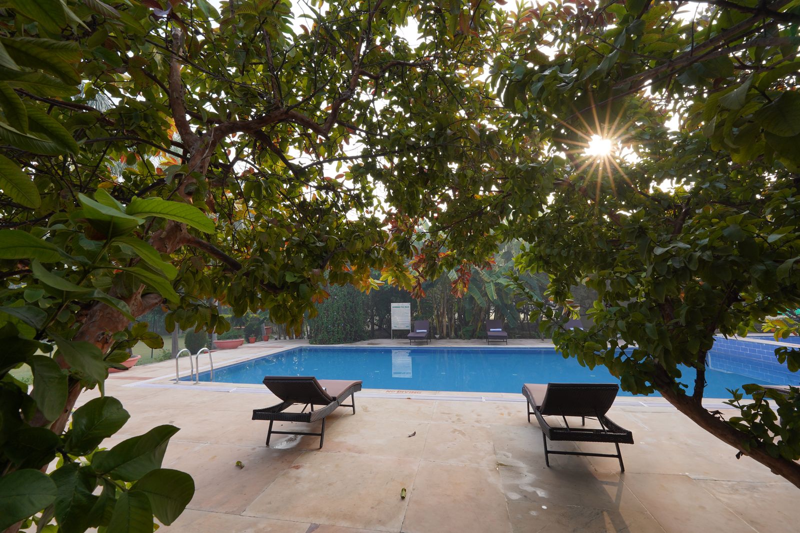 Resort poolside framed by trees